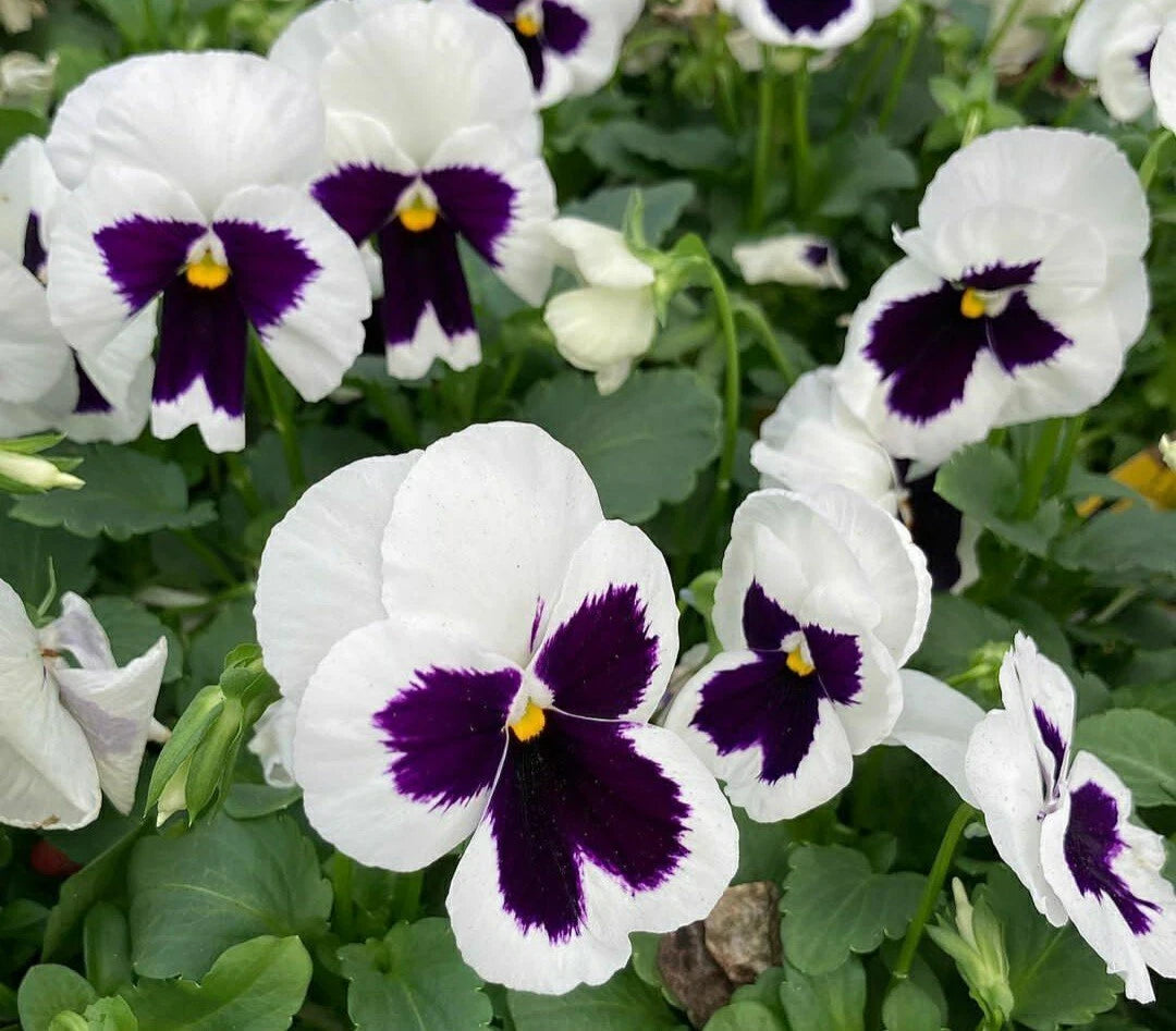 Pansy Flower Seeds - 50 Pack - Silverbride Pansies - Viola tricolor