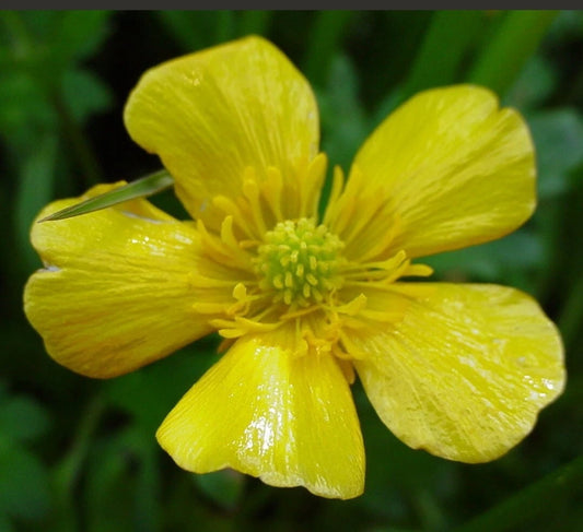 Bulbous Buttercup Seeds - 100+ Organic Bright Yellow Flowers - Ranunculus bulbosus - USA - Exp. 03/2025