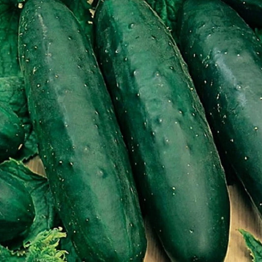 Marketmore 76 Cucumber Seeds | NON-GMO Heirloom Seeds | Vegetable Gardening | Cucumis sativus