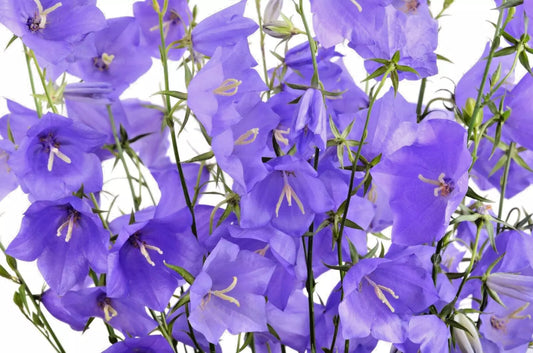 Blue Peach Leaf Bellflower Seeds - 255 Seeds, 2" Long Large Flowers - Campanula persicifolia
