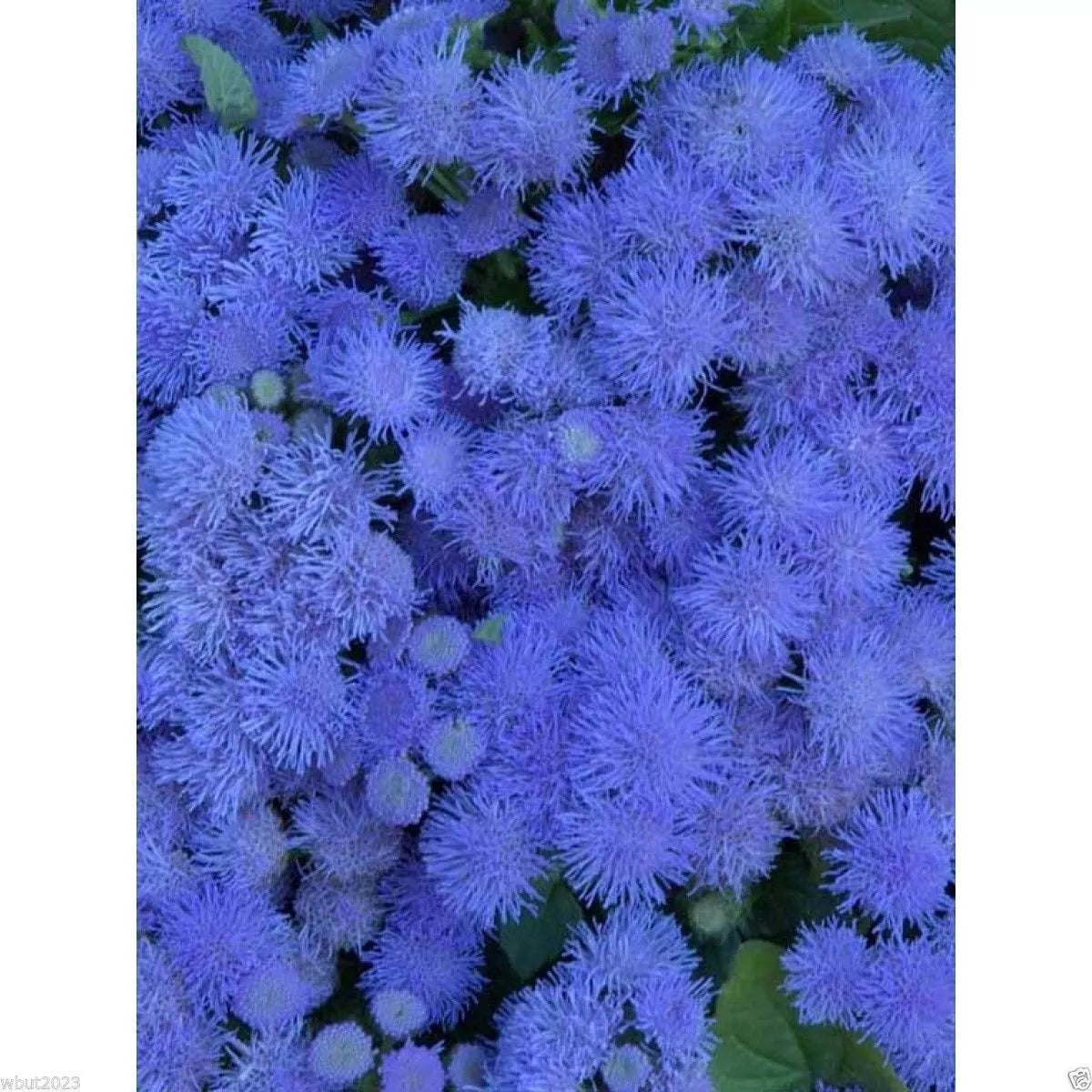 Flossflower Seeds - Blue Mink - Garden Ageratum - Ageratum Mexicanum - Blueweed