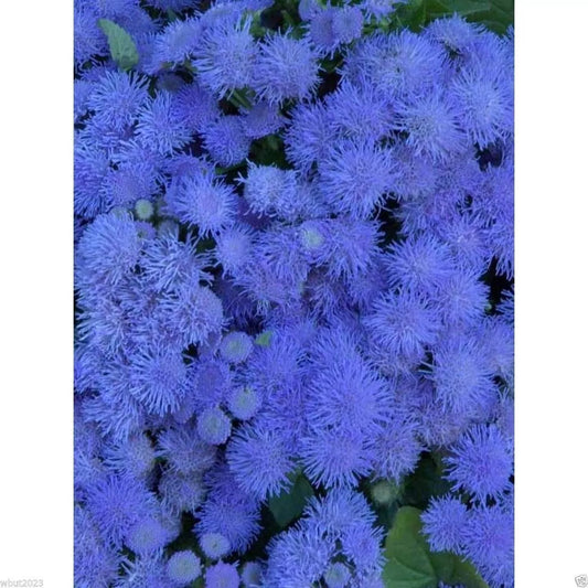 Flossflower Seeds - Blue Mink - Garden Ageratum - Ageratum Mexicanum - Blueweed
