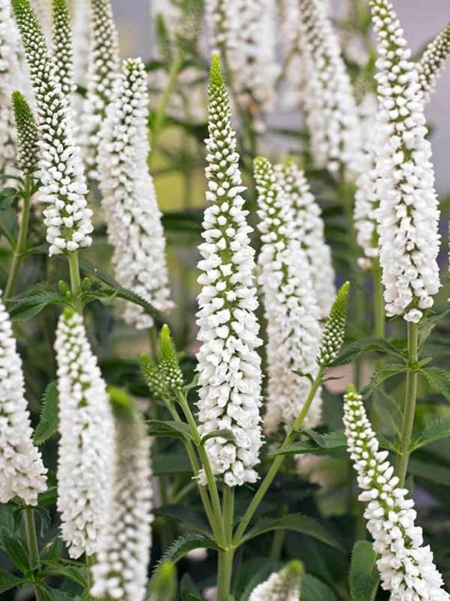 White Veronica Seeds - Speedwell Royal Candle Perennial Flower - 100 Pack - Veronica spicata