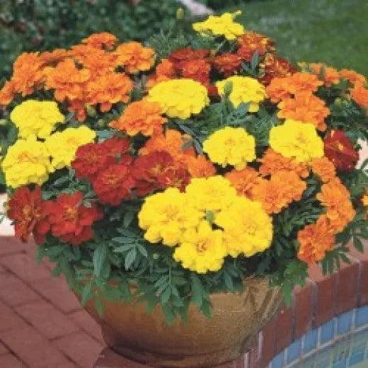 Marigold Seeds - Crackerjack Variety - 50 Seeds - Tagetes erecta