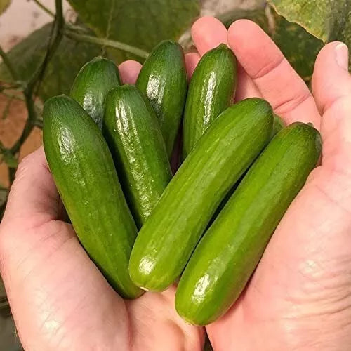 Mini Vegetable Seeds - 30 Mini-Me Cucumber Seeds - Cucumis sativus - Ideal for Home Gardening
