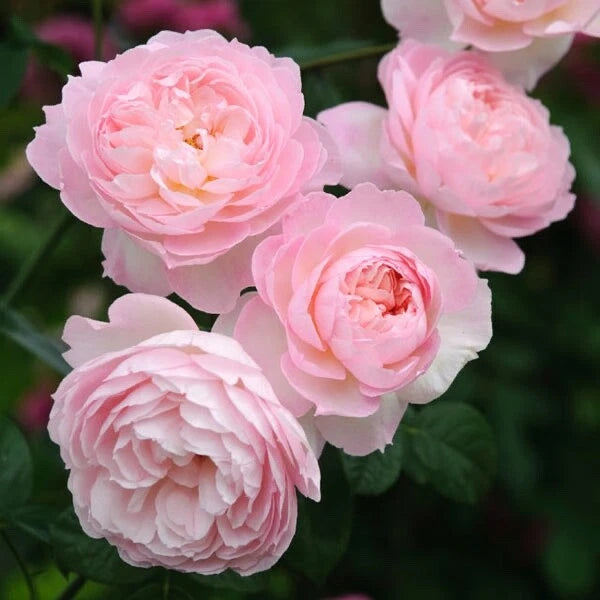 David Austin Rose Cuttings - Retired Variety (3) - Perfect for Rooting - Rosa 'David Austin'
