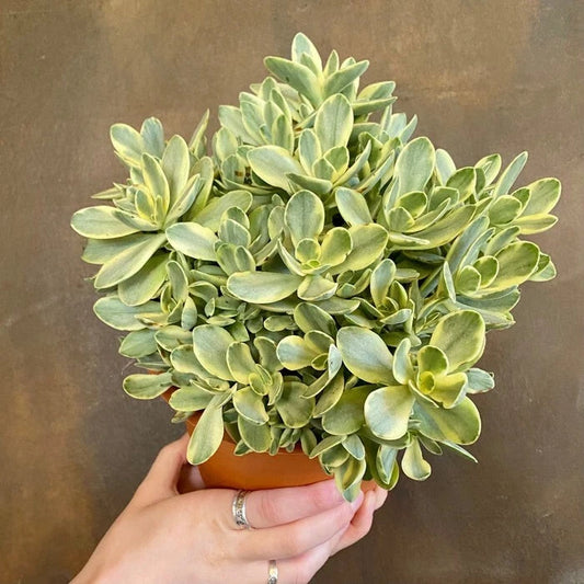 Live Succulent Plant 8in Crassula Swaziensis Variegata 'Money Maker' - Bare Roots
