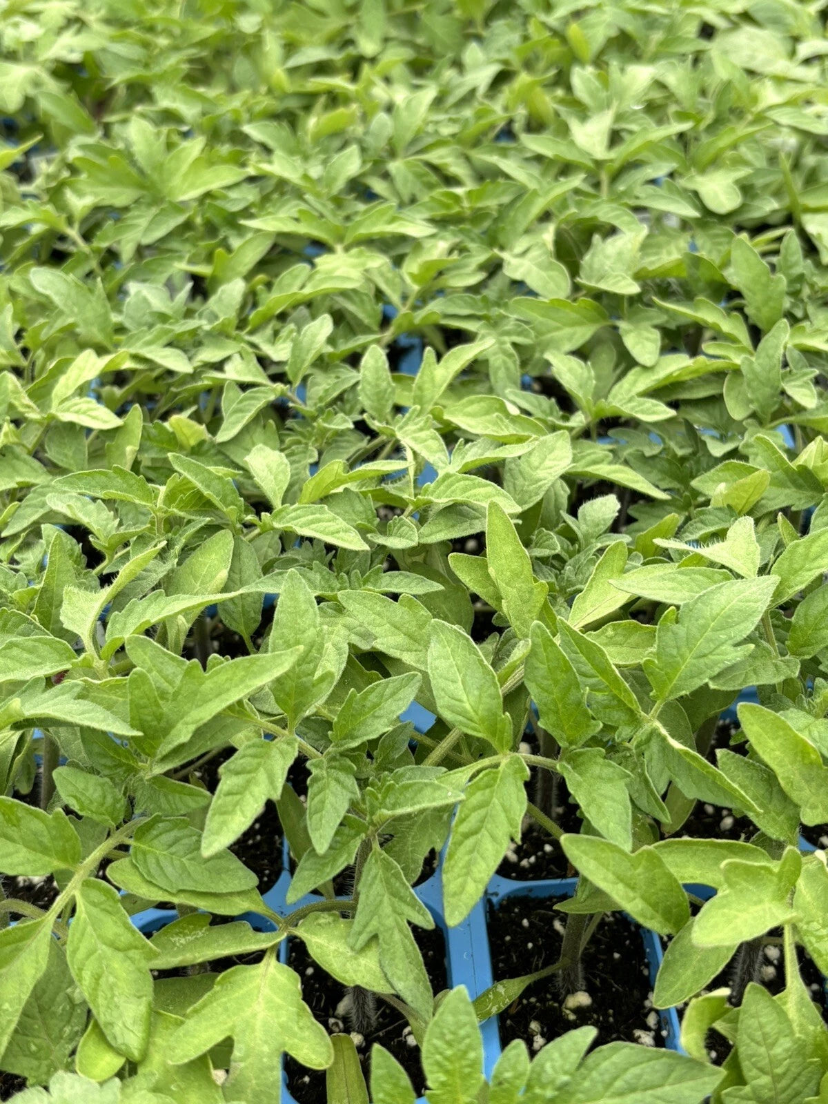 Cherokee Purple Tomato Plants - Lot of 3, 6-10 Inches, Heirloom Variety, Solanum lycopersicum