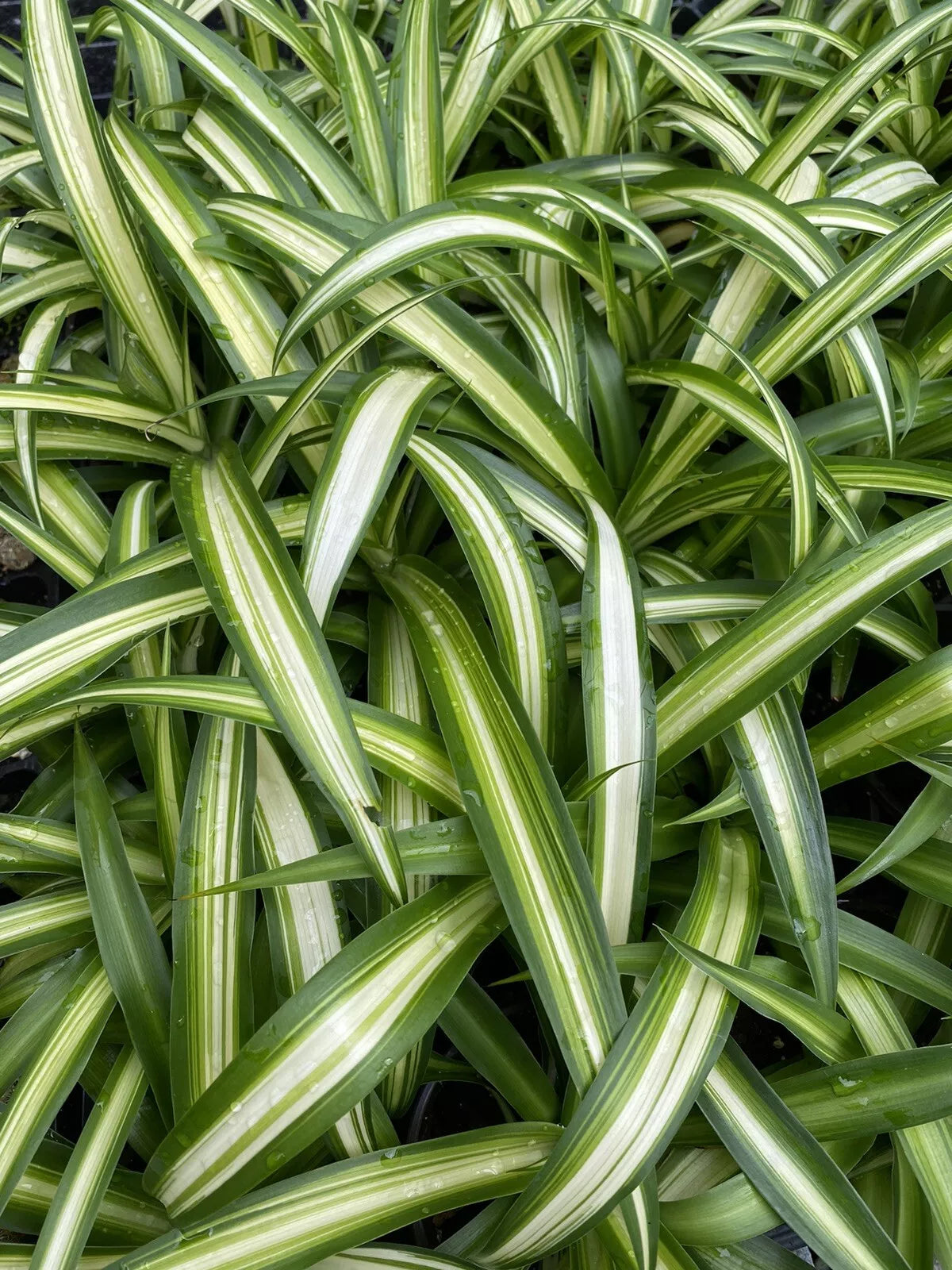 chlorophytum comosum variegated Variegated Spider Plant 4" Pot Chlorophytum comosum Fully Rooted Indoo – Jayme Garden
