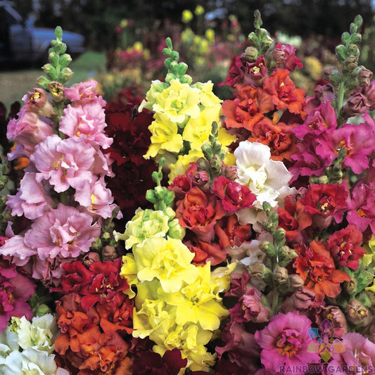 Madame Butterfly Mix Snapdragon Seeds - 1000+ Seeds for Garden - Antirrhinum majus - USA Seller - Free Shipping