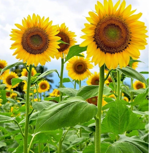 Mammoth Grey Striped Sunflower Seeds, 20+ Heirloom Non-GMO Seeds, Large Flower, Helianthus annuus