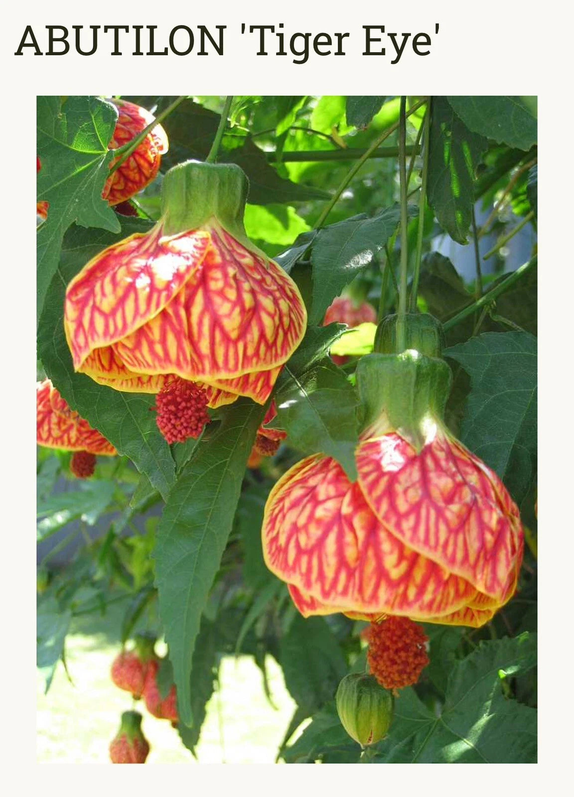 Tiger Eye Abutilon Flowering Maple Small Rooted Starter Plant - Abutilon hybridum, Colorful Indoor Houseplant