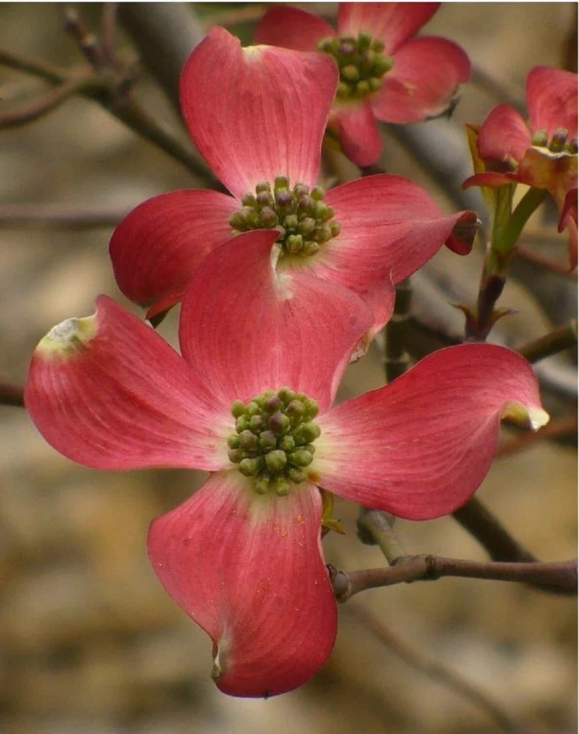 Cornus Florida Red Flowering Dogwood Seeds - 10+ Seeds, Native USA, Free Shipping