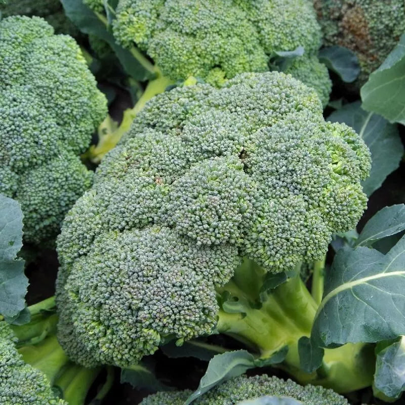 Broccoli Seeds - 500+ Heirloom Organic Non-GMO Waltham 29 - Fresh Vegetable Seeds for Gardening
