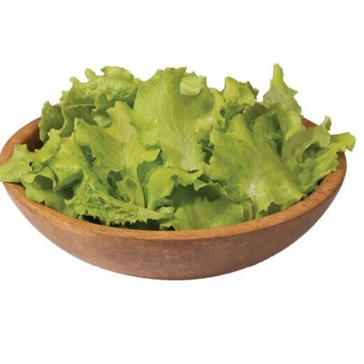 Black Seeded Simpson Lettuce Seeds - 250+ Non-GMO Seeds for Home Gardening - Lactuca sativa