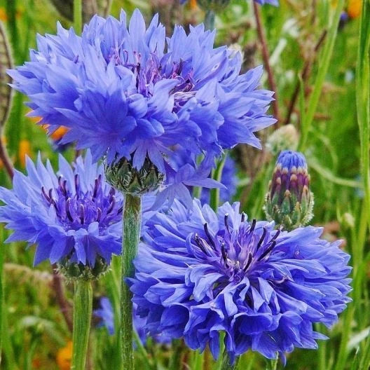 Blue Cornflower Seeds - 200+ Tall Bachelor Button Flower Seeds - Centaurea Cyanus - Easy to Grow, Vibrant Blooms