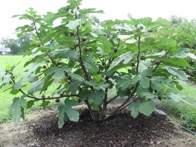 Chicago Hardy Fig Live Plant 14+ Inches Bare Root Ficus carica Container Tree Edible Fruit Hardy Shrub