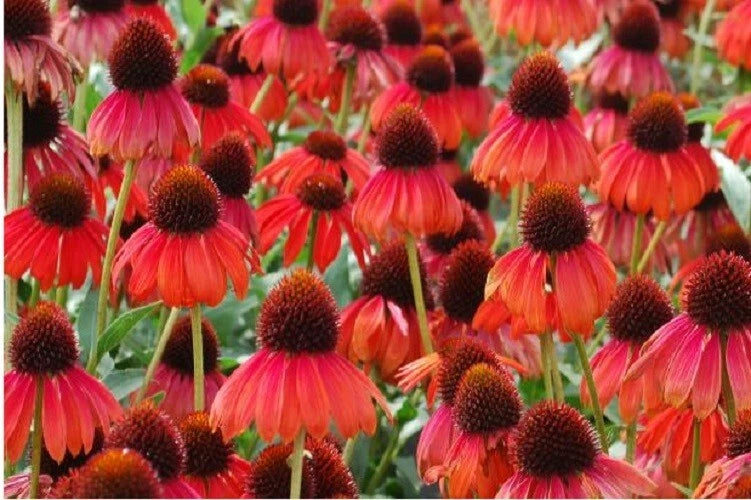 50 Ruby Red Coneflower Seeds - Echinacea Purpurea Perennial Flowers - USA Seller