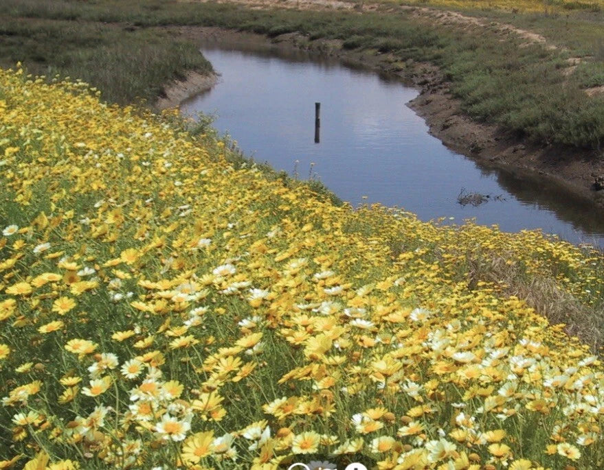 Garland Daisy Flower Seeds - 2000+ Pack - Bright Yellow Blooms - (Bellis perennis) - Free USA Shipping
