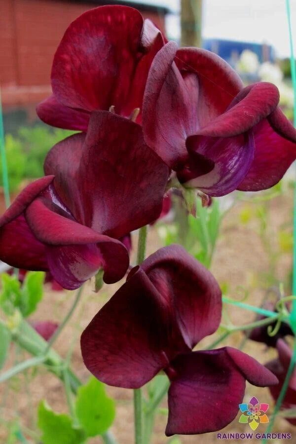 Monty Don Sweet Pea Seeds - 50+ Pack for Garden Planting - Lathyrus odoratus - USA Shipping