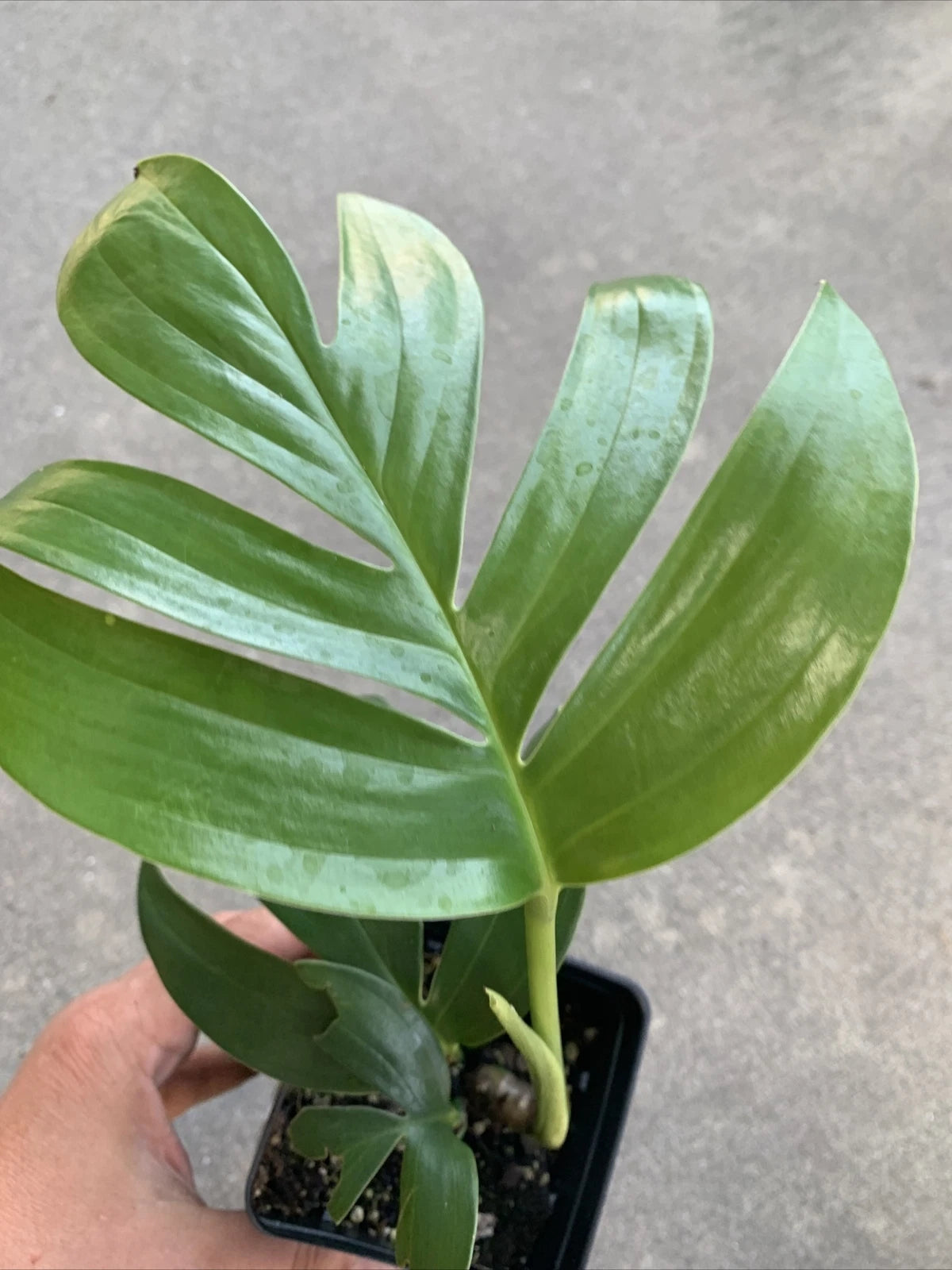 Rhaphidophora decursiva "Dragon Tail" 4" Pot Rooted Plant or 3 Cuttings - Exotic Green Indoor Houseplant