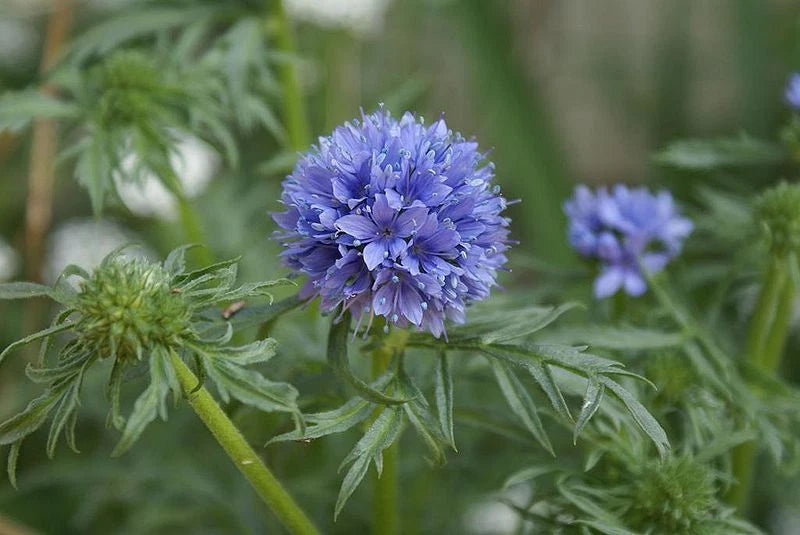Globe Gilia Seeds - 1000 Seeds - Drought Tolerant Blue Flowers - Gilia capitata - Buy Any 15 Ships Free
