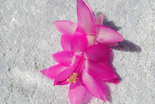 Christmas Cactus Starter Plant - Pink Panther Variety - Schlumbergera Truncata - Healthy Well-Rooted Indoor Plant