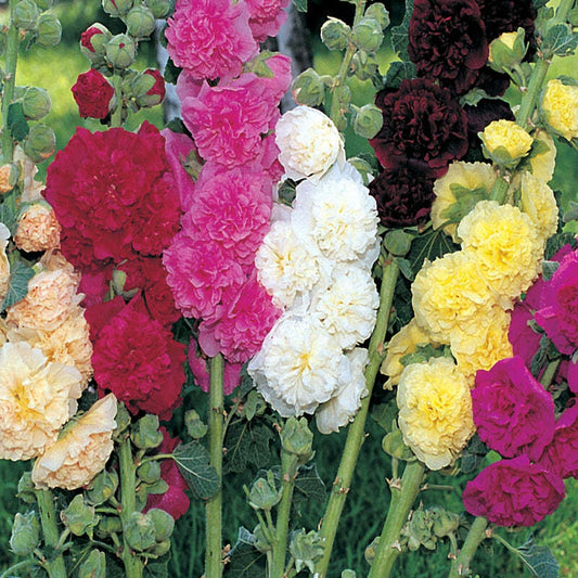 Hollyhock Powderpuffs Mix Bare Root Plants Set of 2 - Alcea rosea - Large Pastel Flowers, 5-7 ft Tall, Zones 3-9