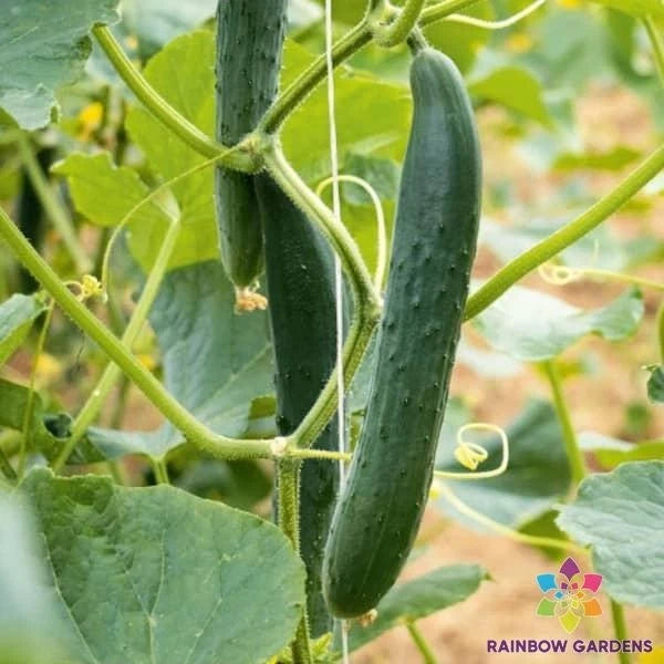 Arola Cucumber Seeds - 25+ Pack - Heirloom Variety for Garden Planting - Cucumis sativus