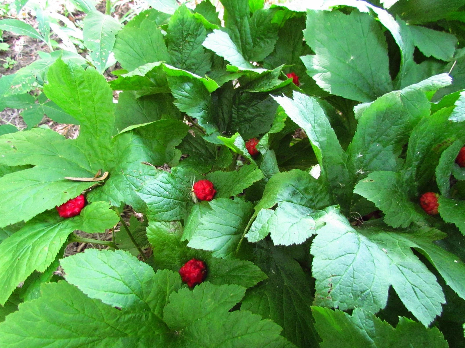 Golden Seal Roots - 20 Count - Hydrastis canadensis - Medicinal Herbal ...