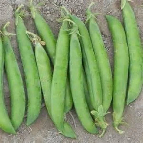 Maestro Pea Seeds - Fresh Pea Seed Variety - Pisum sativum - Non-GMO, Heirloom, Garden Seeds - Free Shipping Available