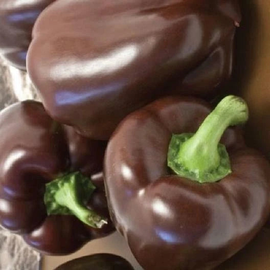 Chocolate Beauty Bell Pepper Seeds - 50 Non-GMO Heirloom Seeds - Capsicum annuum - Free Shipping