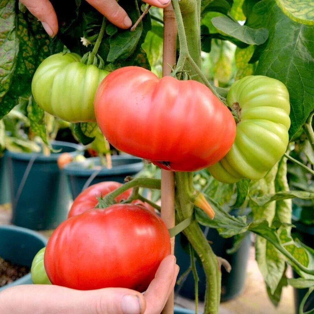 Beefsteak Tomato Seeds - 30+ Organic Heirloom Non-GMO Seeds - Lycopersicon esculentum