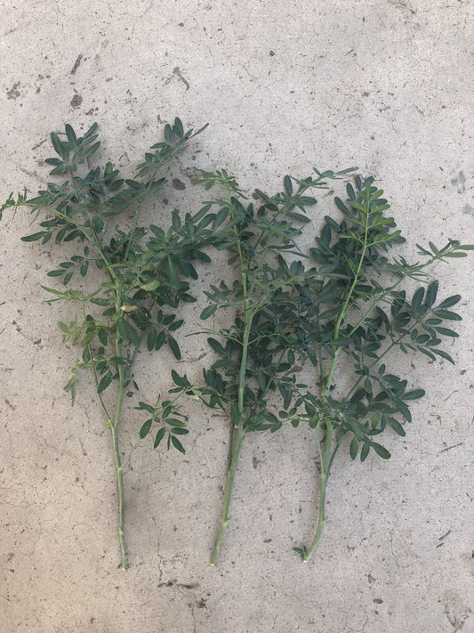 Fresh Cutting Common Rue Plant - Ruta Graveolens - Herb of Grace - Ready to Plant - Aromatic Culinary Herb