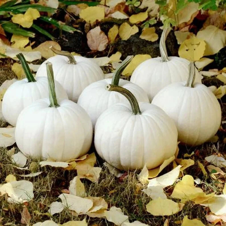 Casper The White Ghost Pumpkin Seeds - 10 Organic Seeds - USA Grown, Non-GMO, Heirloom Variety