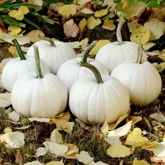 Casper The White Ghost Pumpkin Seeds - 10 Organic Seeds - USA Grown, Non-GMO, Heirloom Variety