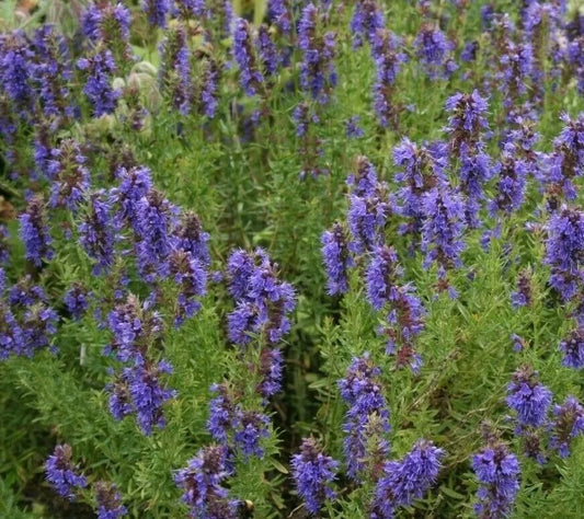 Hyssop Seeds 500+ Perennial Flower Hyssopus officinalis Garden Herbs Free Shipping