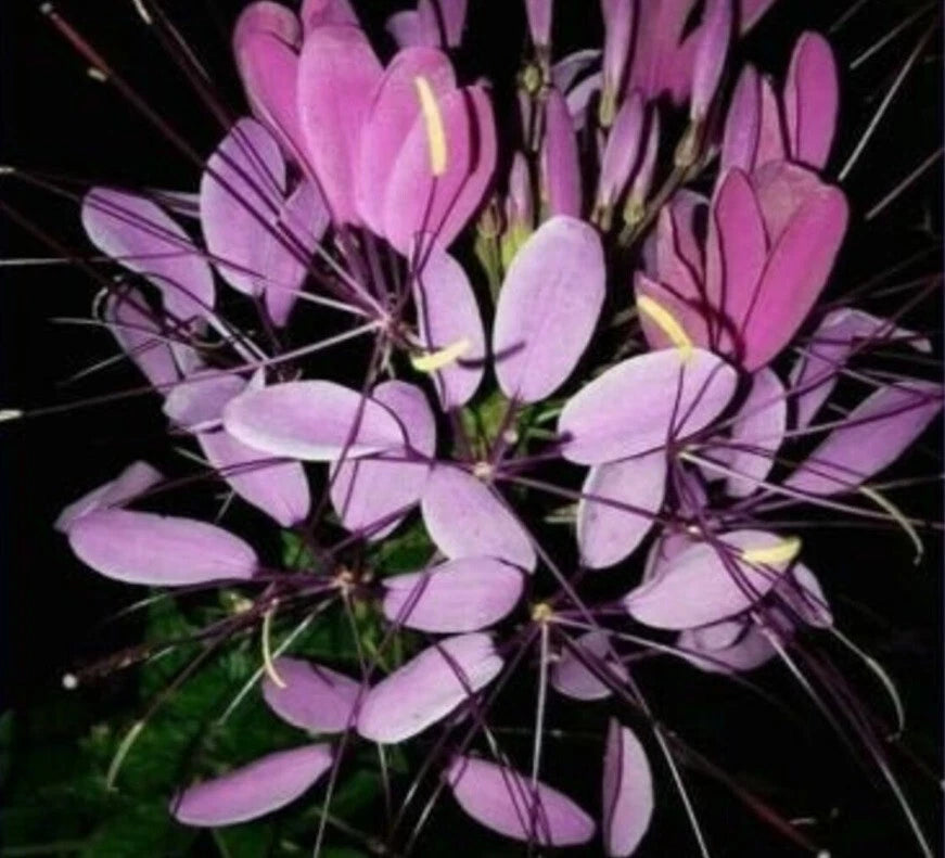 Purple Queen Spider Plant Seeds - 100 Count, Clome Spinosa Perennial, US Seller, Attracts Bees