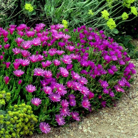 20 Ice Plant Seeds - Delosperma cooperi - Hardy Ground Cover Daisy Flower, Drought Resistant, Colorful Garden Accent
