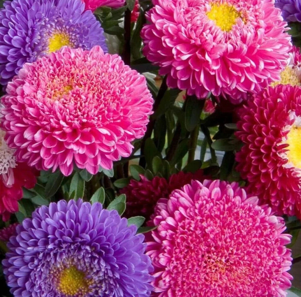 Aster Flower Seeds - 600+ Powder Puff China Mix - Colorful Annual Cut Flower Garden - Aster spp.