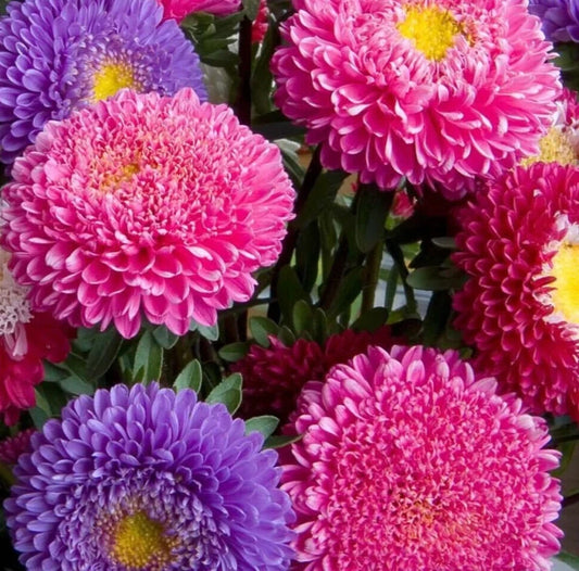 Aster Flower Seeds - 600+ Powder Puff China Mix - Colorful Annual Cut Flower Garden - Aster spp.