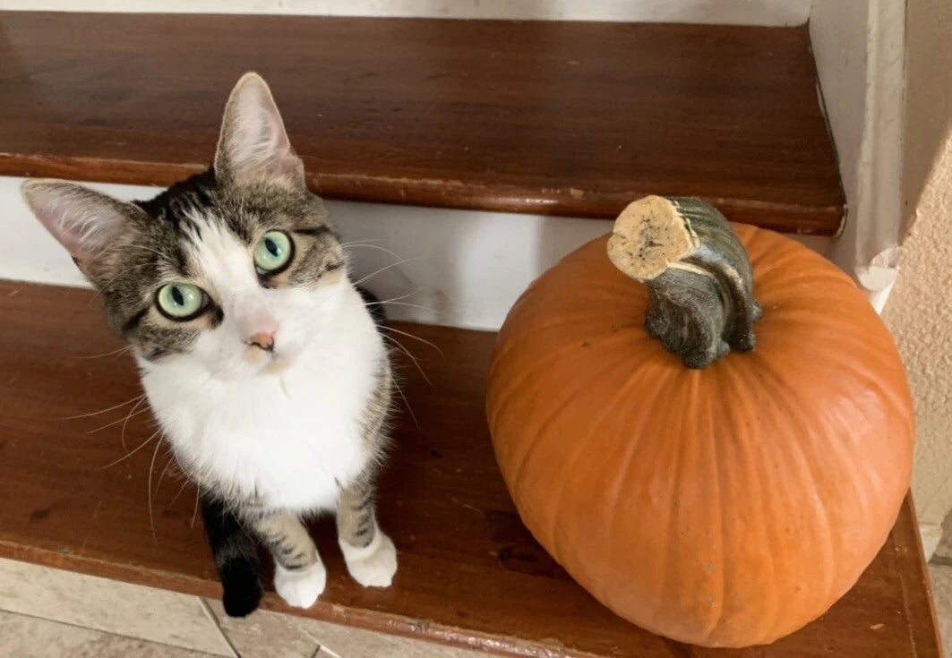 Jack O' Lantern Pumpkin Seeds - 10 Pack - Organic, Non-GMO Carving Pumpkins for Edible Garden - Cucurbita pepo