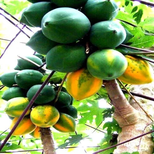 Caribbean Red Lady Papaya Seeds - 20 Large Melons - Indoor Fruit Tree - Carica Papaya