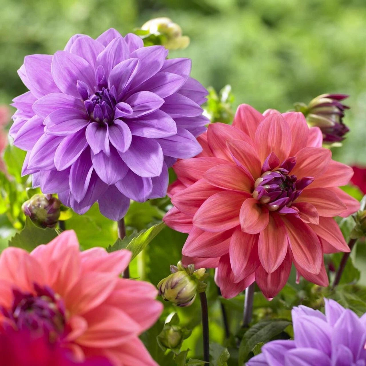 Blue Bell Dahlia Seeds - 25 Perennial Flower Seeds - Flowering Plant - Dahlia spp. - US Seller