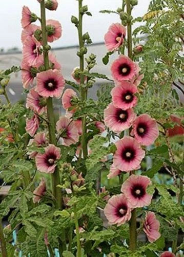 Hollyhock Seeds - 25 Light Dark Pink Perennial Flower Seeds - Alcea rosea - US Seller