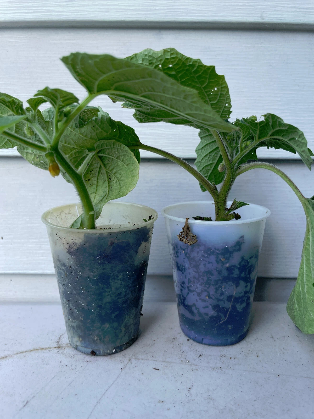 Live Plant Set of 3 - Goldie, Aunt Molly's, Chinese Ground Cherry - Edible Plants for Garden - Physalis spp.