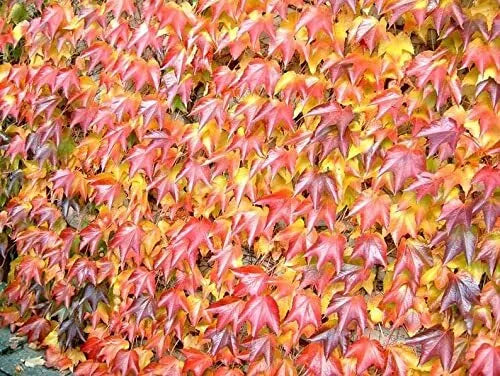 Boston Ivy Seeds - 20 Pack - Japanese Creeper Ivy - Parthenocissus tricuspidata - Ships from Iowa, USA