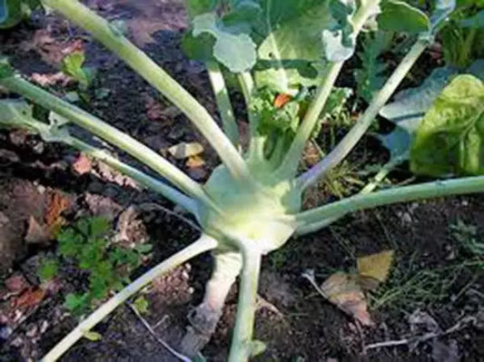 Kohlrabi Seeds, Early White Vienna, Heirloom, Non-GMO, 25+ Seeds, Brassica oleracea