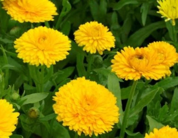 Calendula Seeds - Golden Emperor - 50 Fresh Seeds - Calendula officinalis - Easy to Grow, Vibrant Blooms