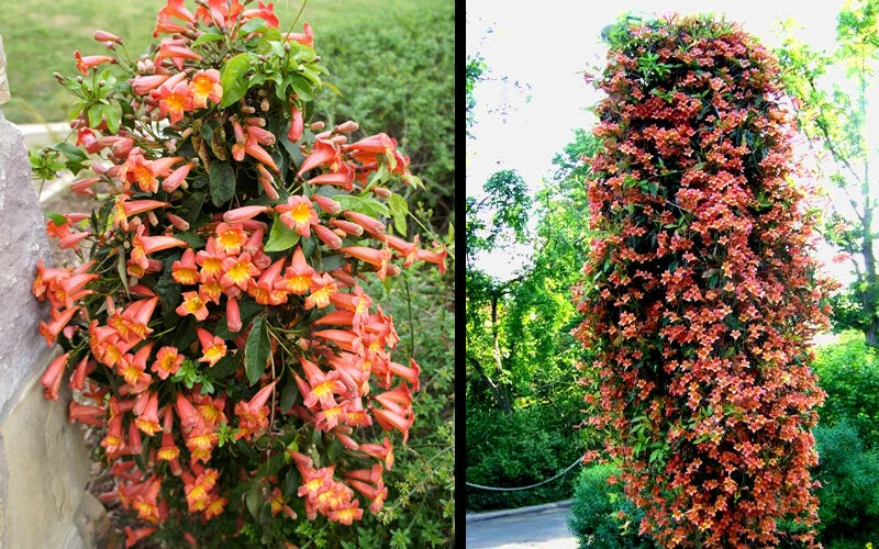 Bignonia "Tangerine Beauty" Crossvine Rooted Starter Plant - Attracts Butterflies, Vibrant Orange Blooms, Ideal for Trellises